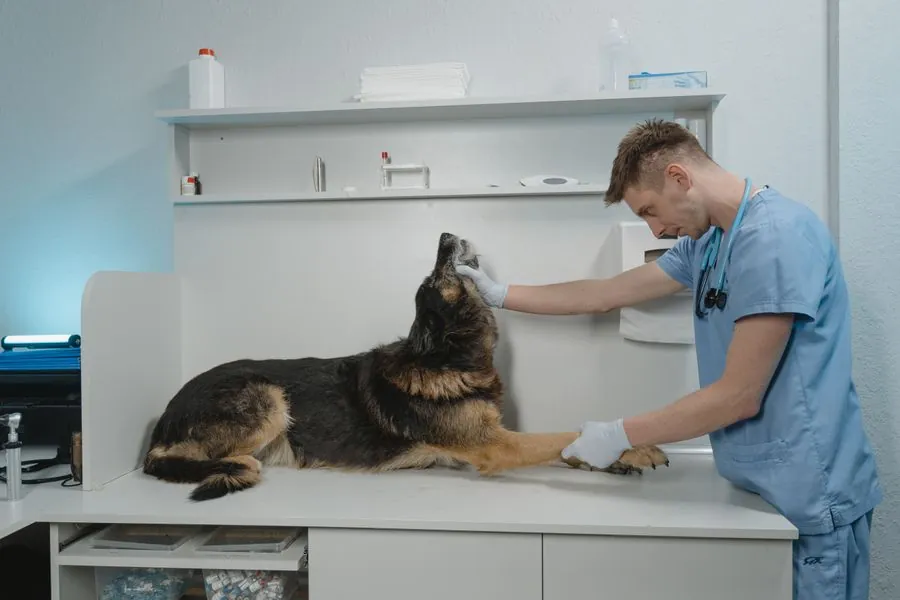 Duas profissionais de jaleco atendendo um animal em consultório veterinário