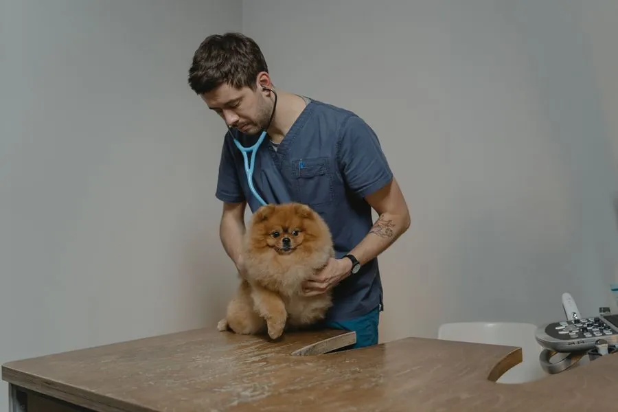 Profissional auscultando um cão de pequeno porte sobre a bancada
