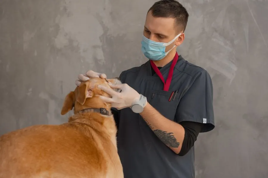 Mãos com luvas acariciando e imobilizando um animal durante o procedimento